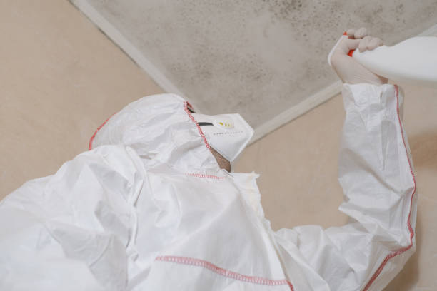 Best Residential Mold Removal  in Lakewood, CA