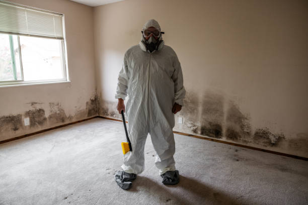Office Mold Removal Services in Lakewood, CA