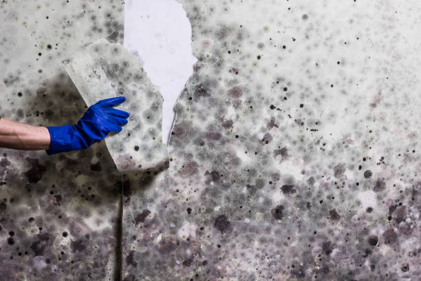 Professional Mold Removal in Lakewood, CA