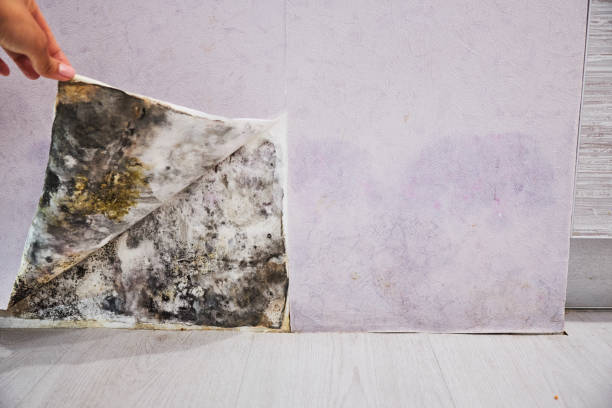 Attic Mold Removal in Lakewood, CA